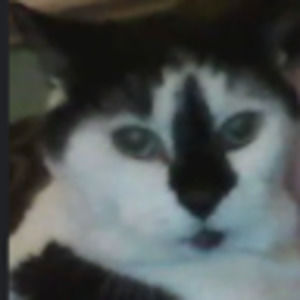 Meet your Posher, Isabella